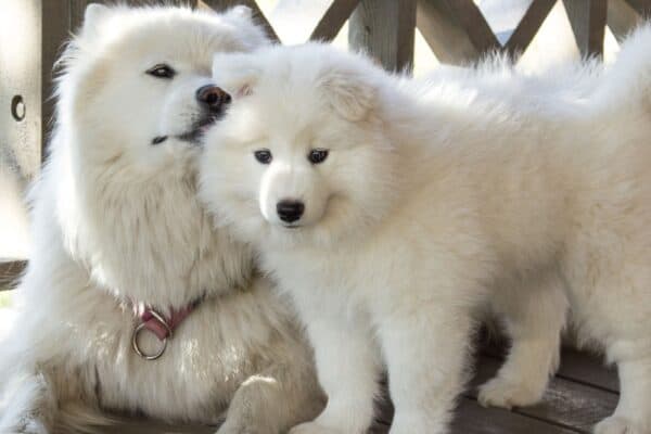 The Samoyed is known for its fluffy coat. 