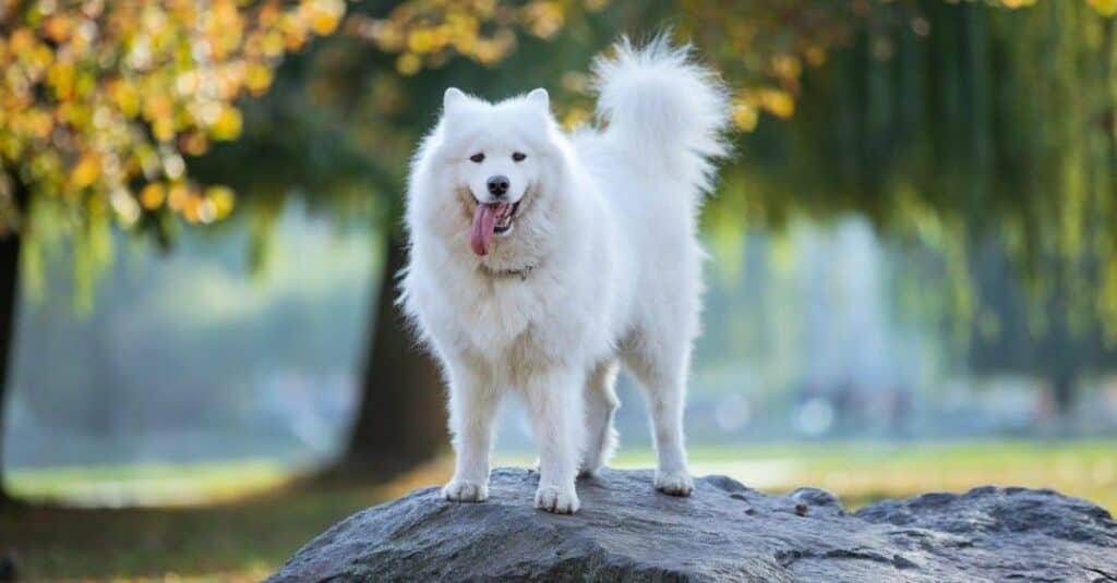 Samoyed standing on top of rock