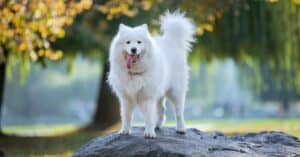 Samoyed Colors: Rarest to Most Common Picture