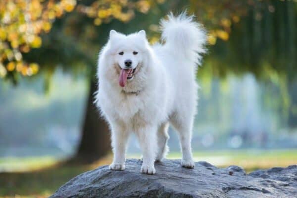Samoyed standing on top of rock