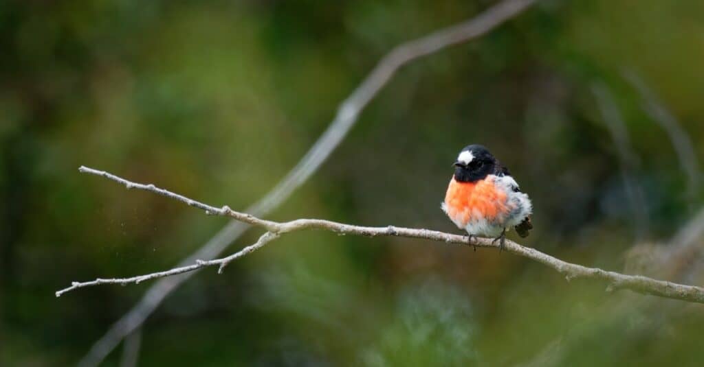 Birds With Red Breasts: The Scarlet Robin