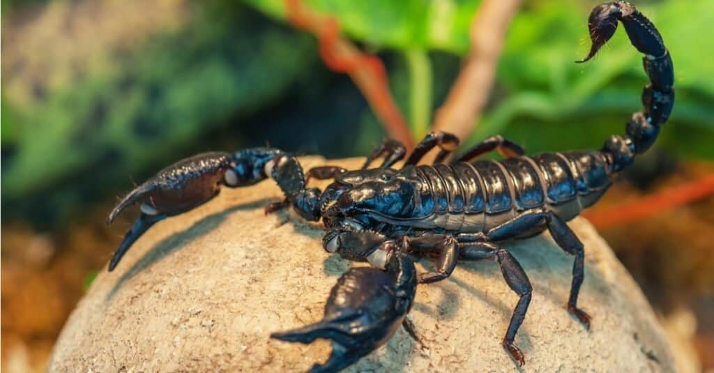 Scorpions use a stinger on the end of their tail 