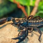 Although each Emperor scorpion has a venomous stinger on the tip of its tail, adults normally rely on their large claws, or palps, to capture prey.