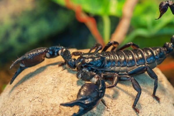 Although each Emperor scorpion has a venomous stinger on the tip of its tail, adults normally rely on their large claws, or palps, to capture prey.