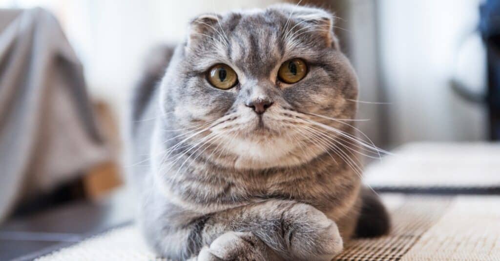 Scottish fold cat sitting with crossed paws