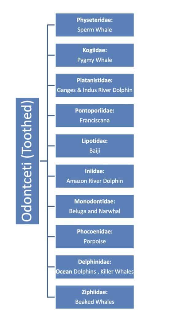 re Dolphins Whales - Toothed Whale Classification