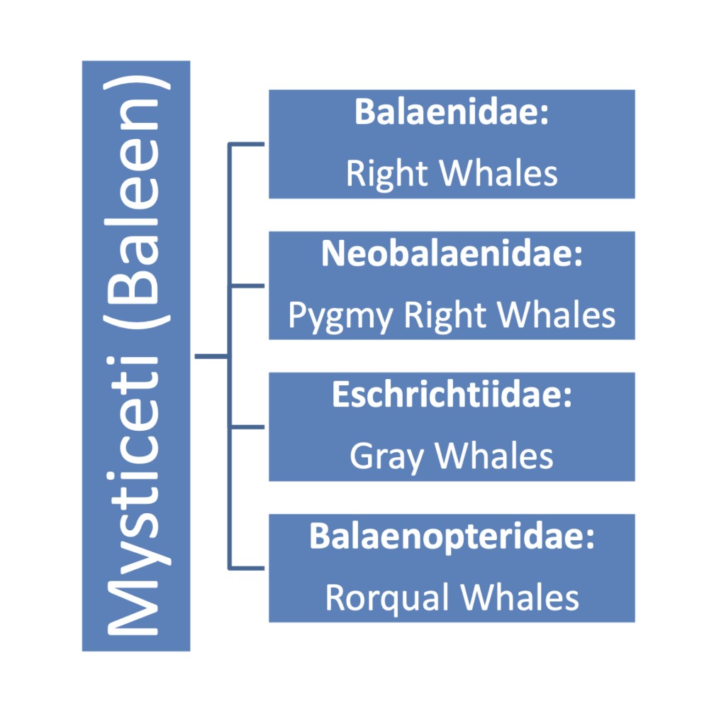 re Dolphins Whales - Baleen Whale Classification