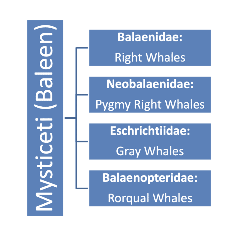 re Dolphins Whales - Baleen Whale Classification