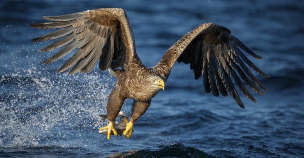 Sea Eagle in flight over water