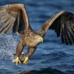 Sea eagles