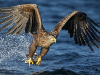 A Sea Eagle