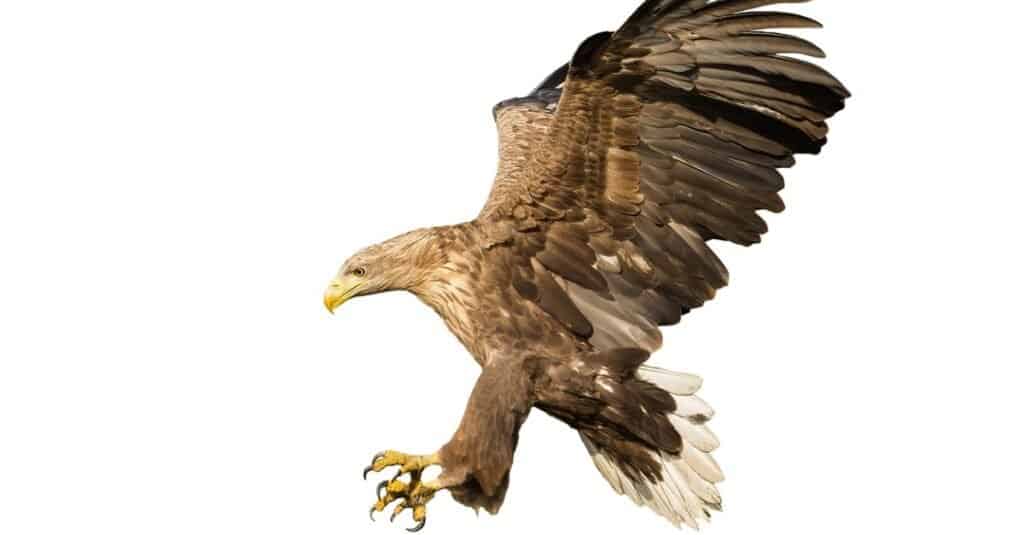 isolated Sea Eagle
