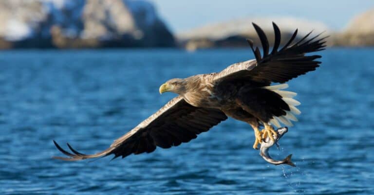 Sea Eagle flying over water with fish in talons