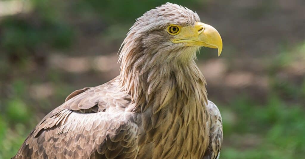 close up of a Sea Eagle