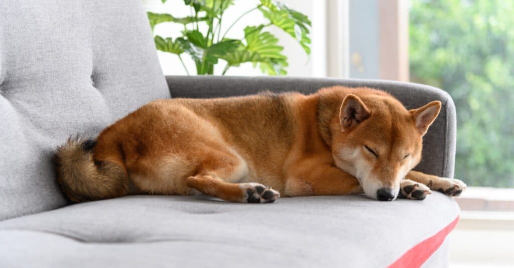 Shiba Inu asleep on the couch