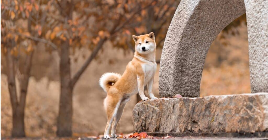 Shiba Inu with front paws on rock formation, alert with tail curled