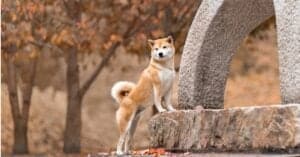 How to Train Your Shiba Inu: The 7 Best Methods and Tips Picture