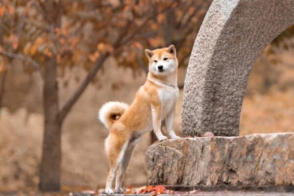Shiba Inu with front paws on rock formation