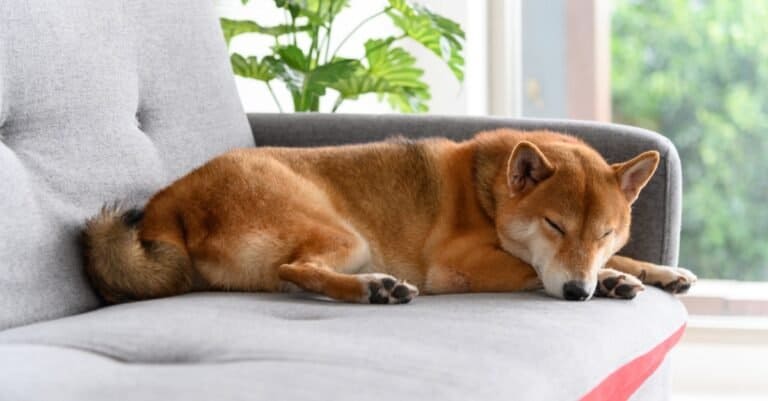 Shiba Inu asleep on the couch