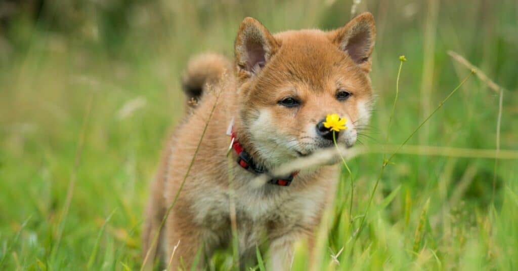 Shiba Inu puppy smelling a flower