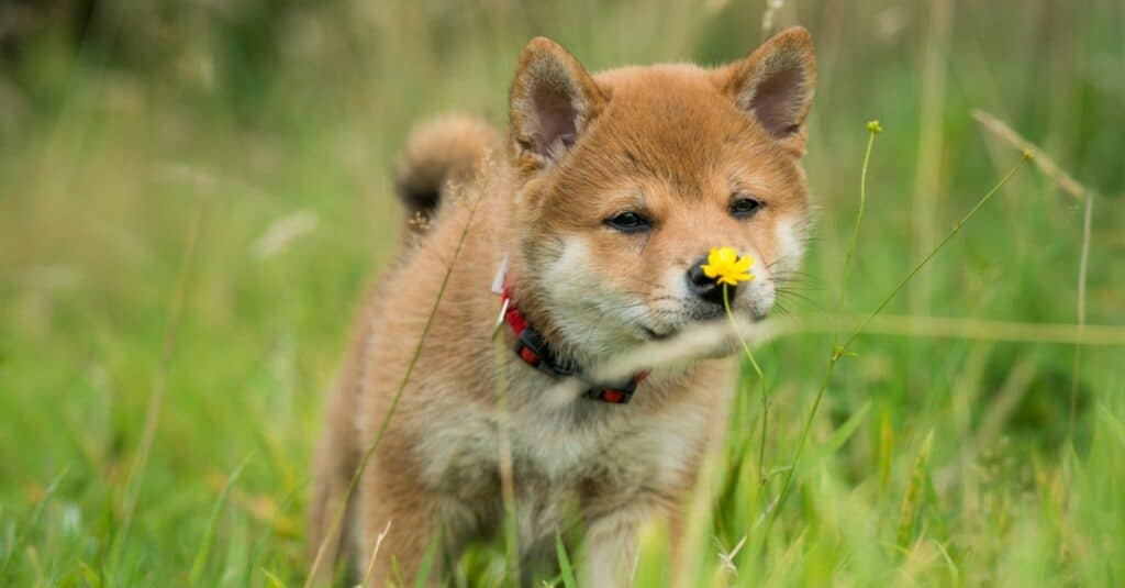 Shiba Inu puppy smelling flowers