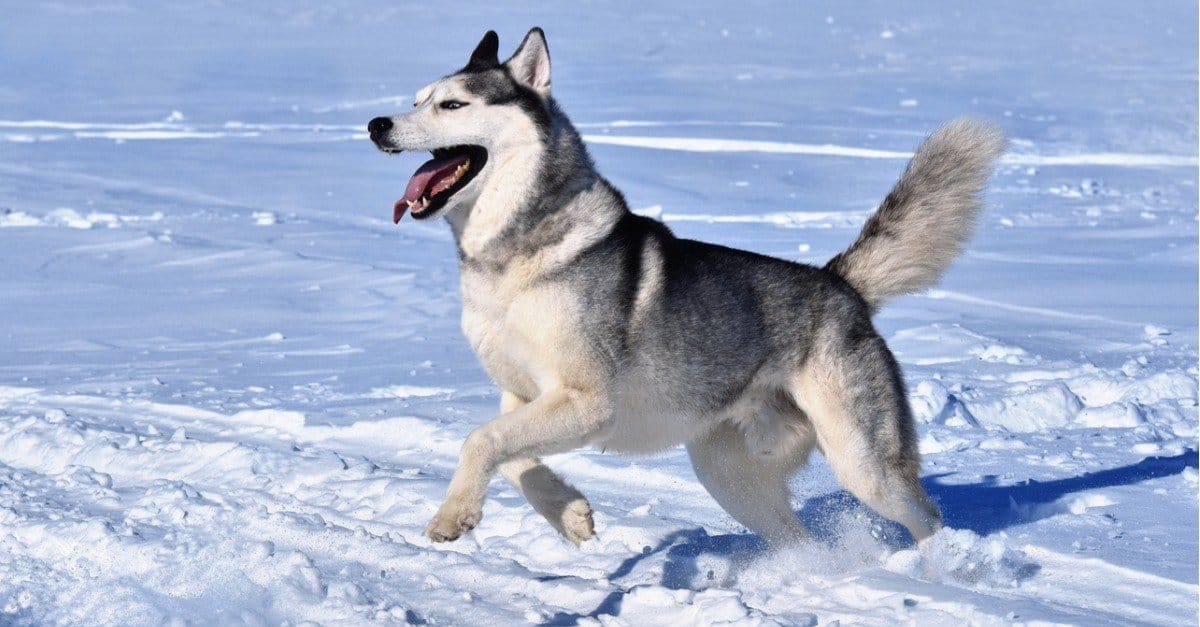 Playing dogs on snow. Husky dogs jump, bite, fight. Friendly two siberian  husky dogs. Stock Photo