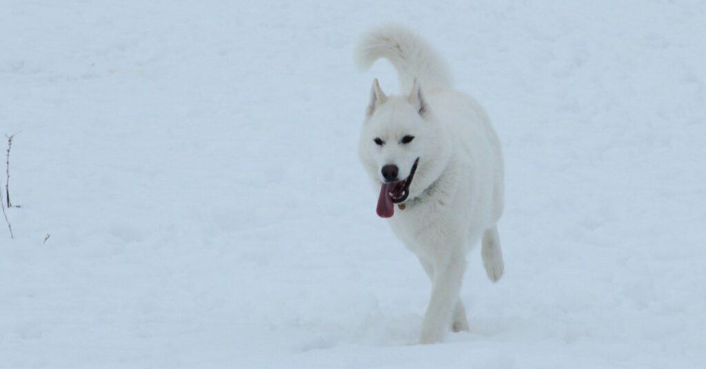 White Siberian Husky with striking eyes walking in the snow. 