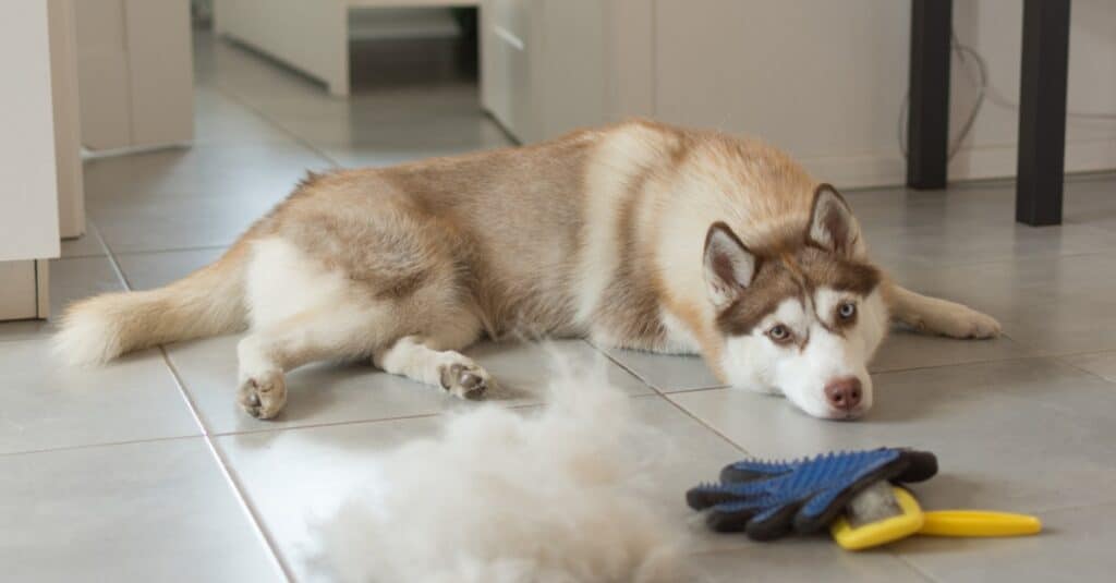 Husky sibérien allongé sur le sol après avoir été brossé