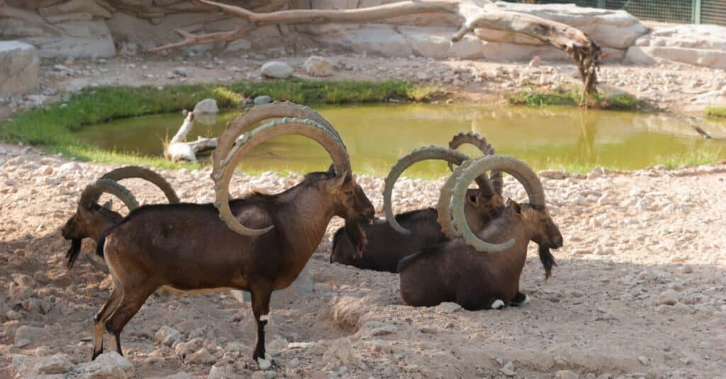 A group of Siberian ibex (Capra sibirica) resting near a small pond on a hot day.