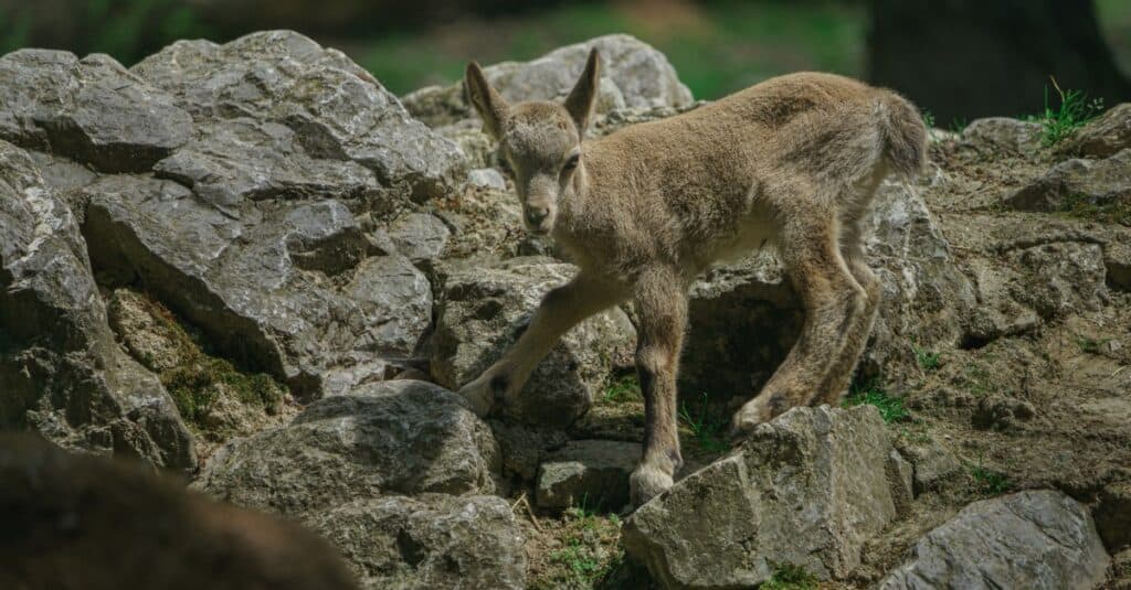 Siberian Ibex kid standing on rocks.