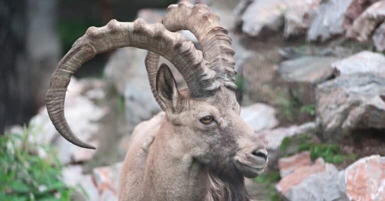 Siberian Ibex close-up