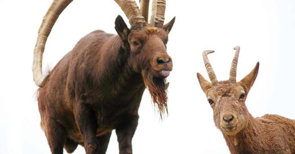Siberian Ibex isolated on white background.