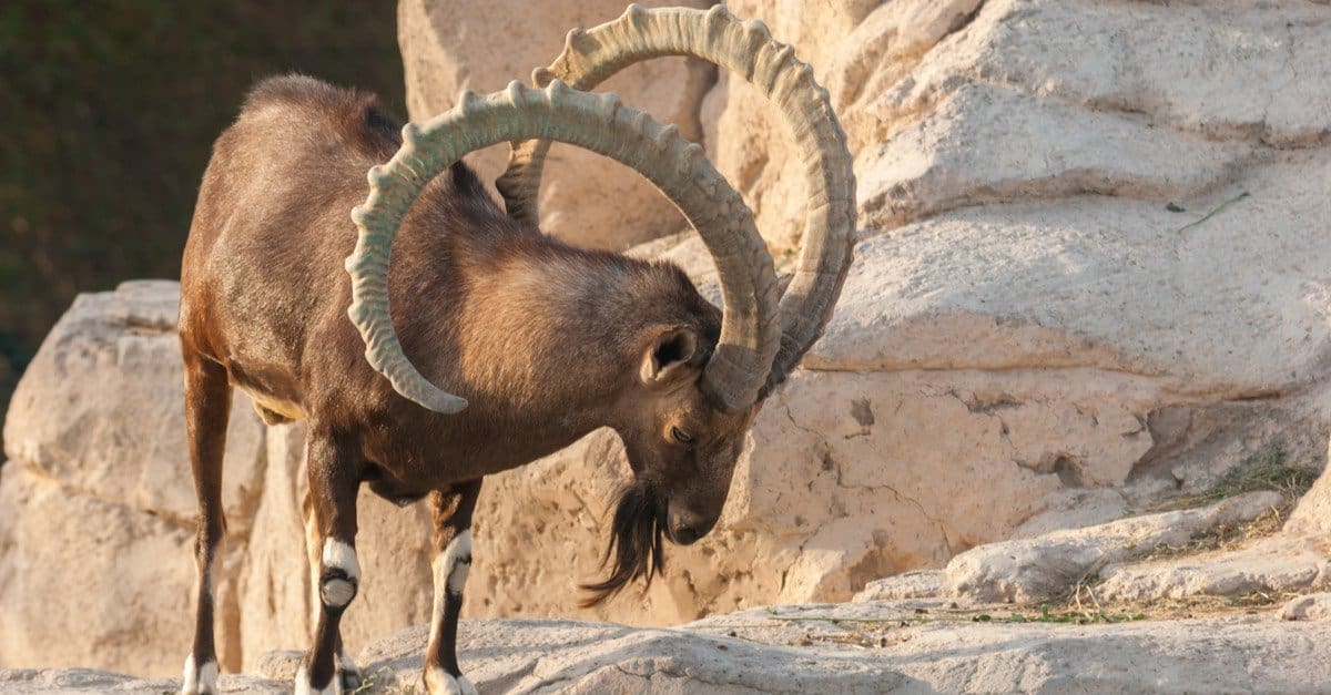 A Siberian ibex (Capra sibirica) on top of the rocks on a hot day.