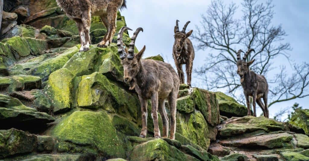 Siberian Ibex or Capra sibirica with horns is standing on the steep rock and looking around.