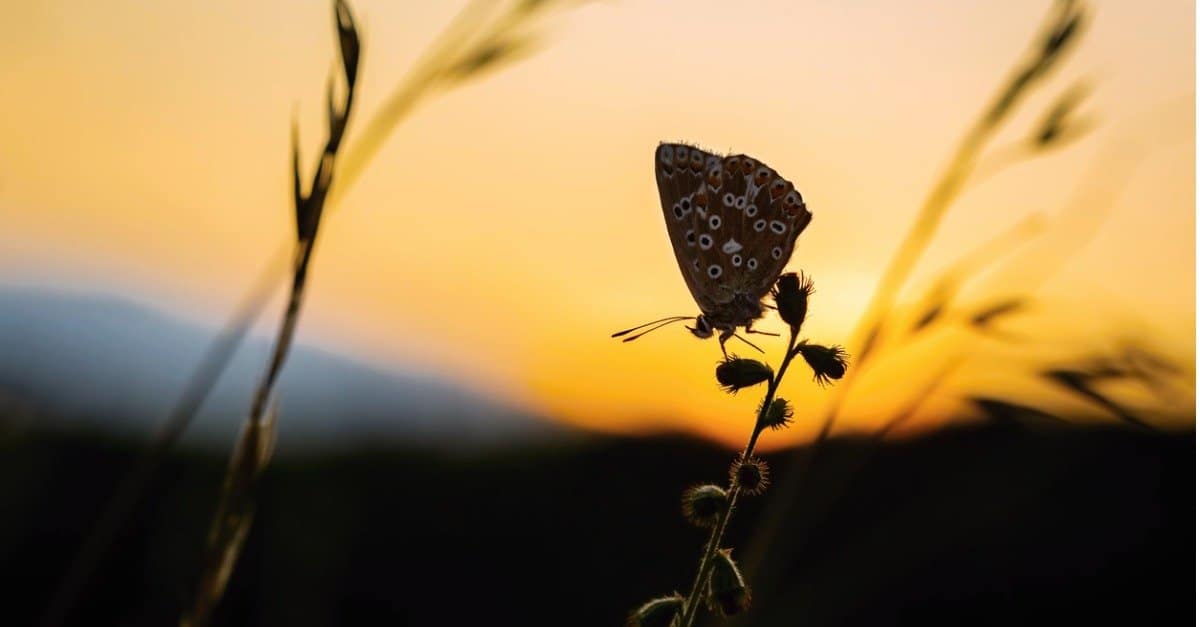 A Sleeping Butterfly at Dusk