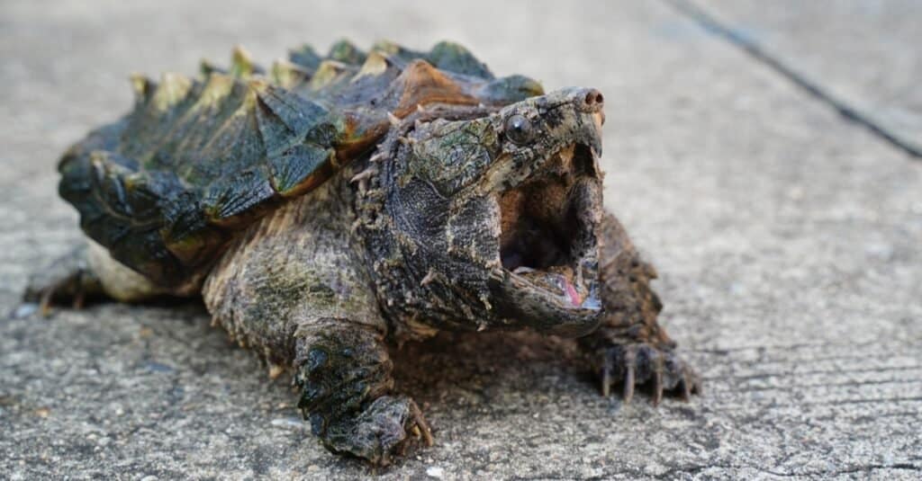 alligator snapping turtle diet