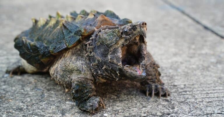 What Do Snapping Turtles Eat