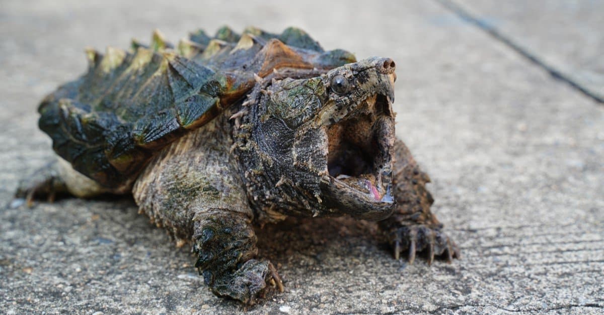 how long can a common snapping turtle live