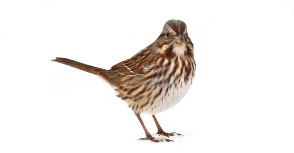 Song Sparrow isolated on a white background