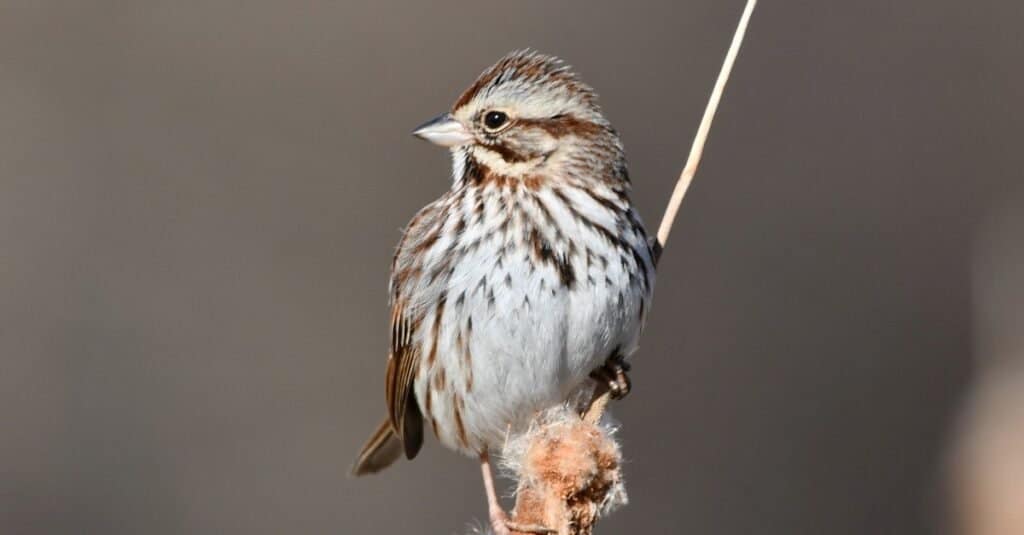 Close up of a Song Sparrow perched on a branch.