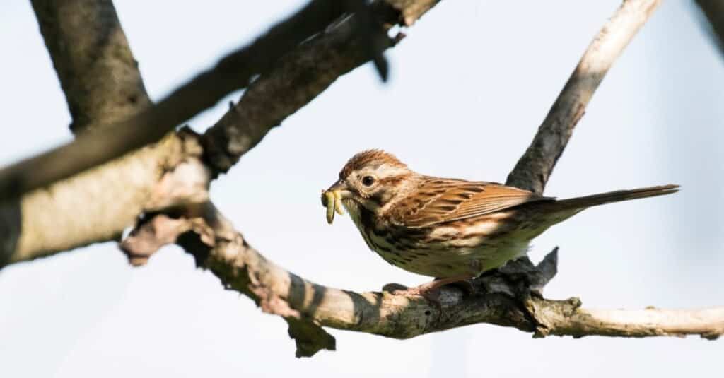 Song sparrow (Melospiza melodia) with food for babies.