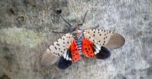 Discover the Most Effective Homemade Lanternflies Repellent Picture