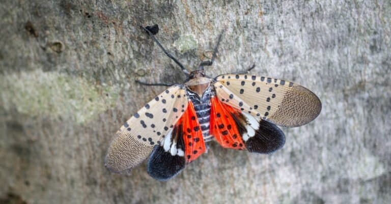Spotted lanternfly
