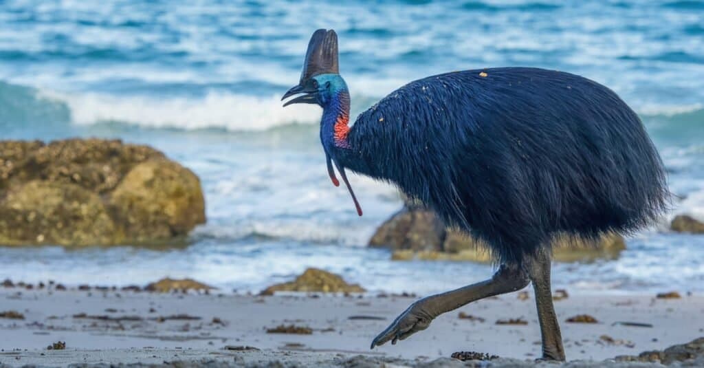 Cassowary vs Ostrich