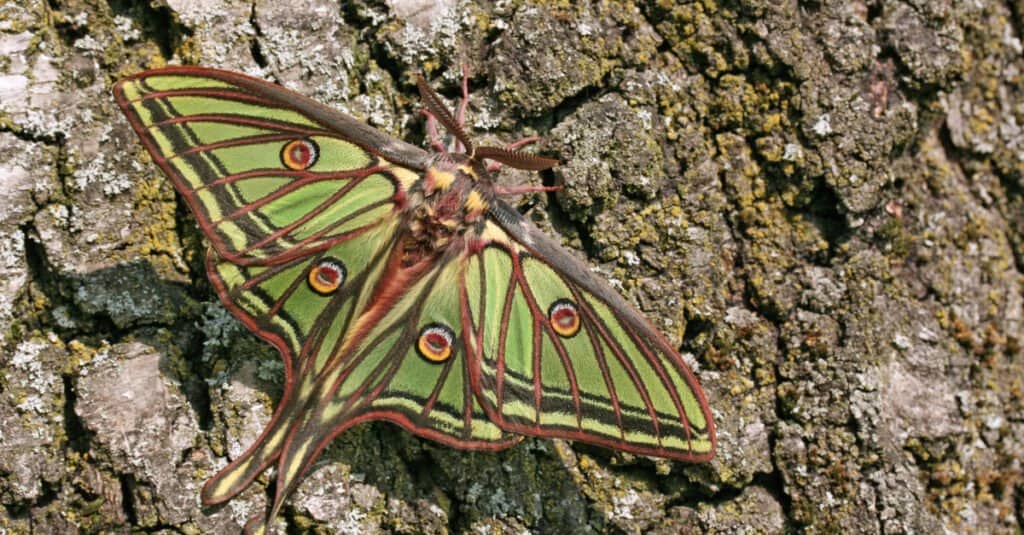 How long do moths live?