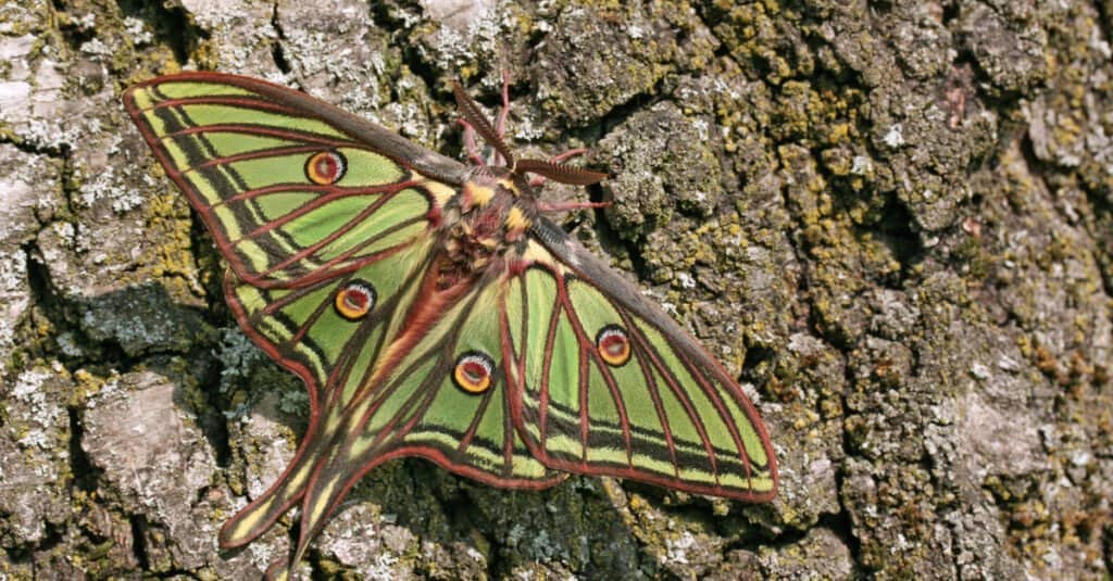 Moth Lifespan: How Long Do Moths Live?