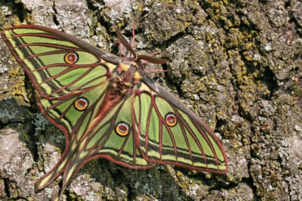 The Spanish Moon moth is notable for the way the veins in its wings are outlined with dark brown.