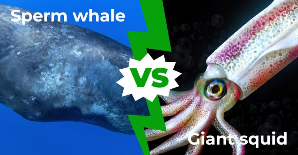 Sperm Whale vs Giant Squid: Who Would Win In A Fight? - A-Z Animals