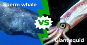 Sperm Whale vs Giant Squid: Who Would Win In A Fight? Picture