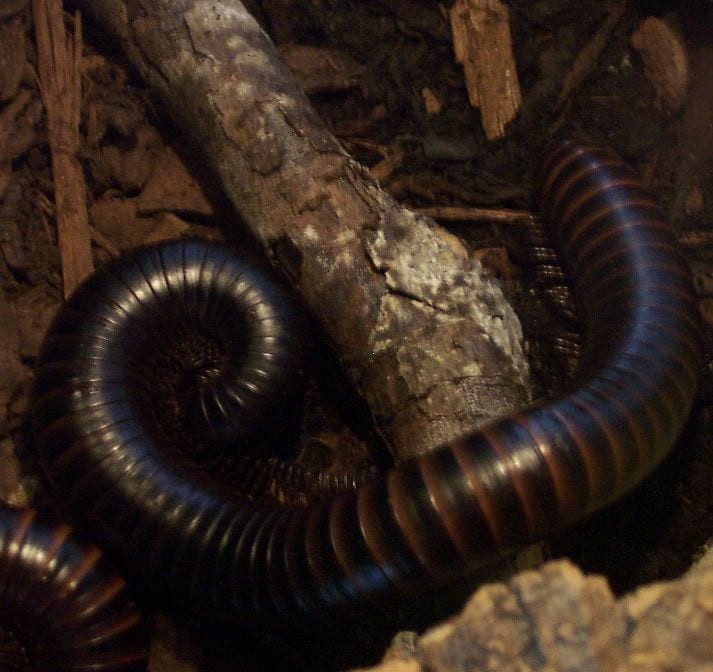 largest millipedes